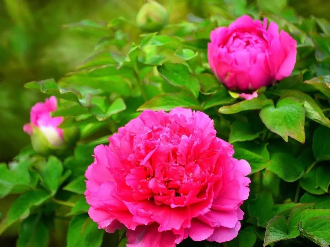 武安牡丹赛洛阳,花开时节动全城