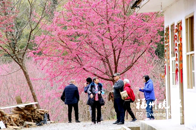 福州永泰樱花谷200多亩樱花绽放