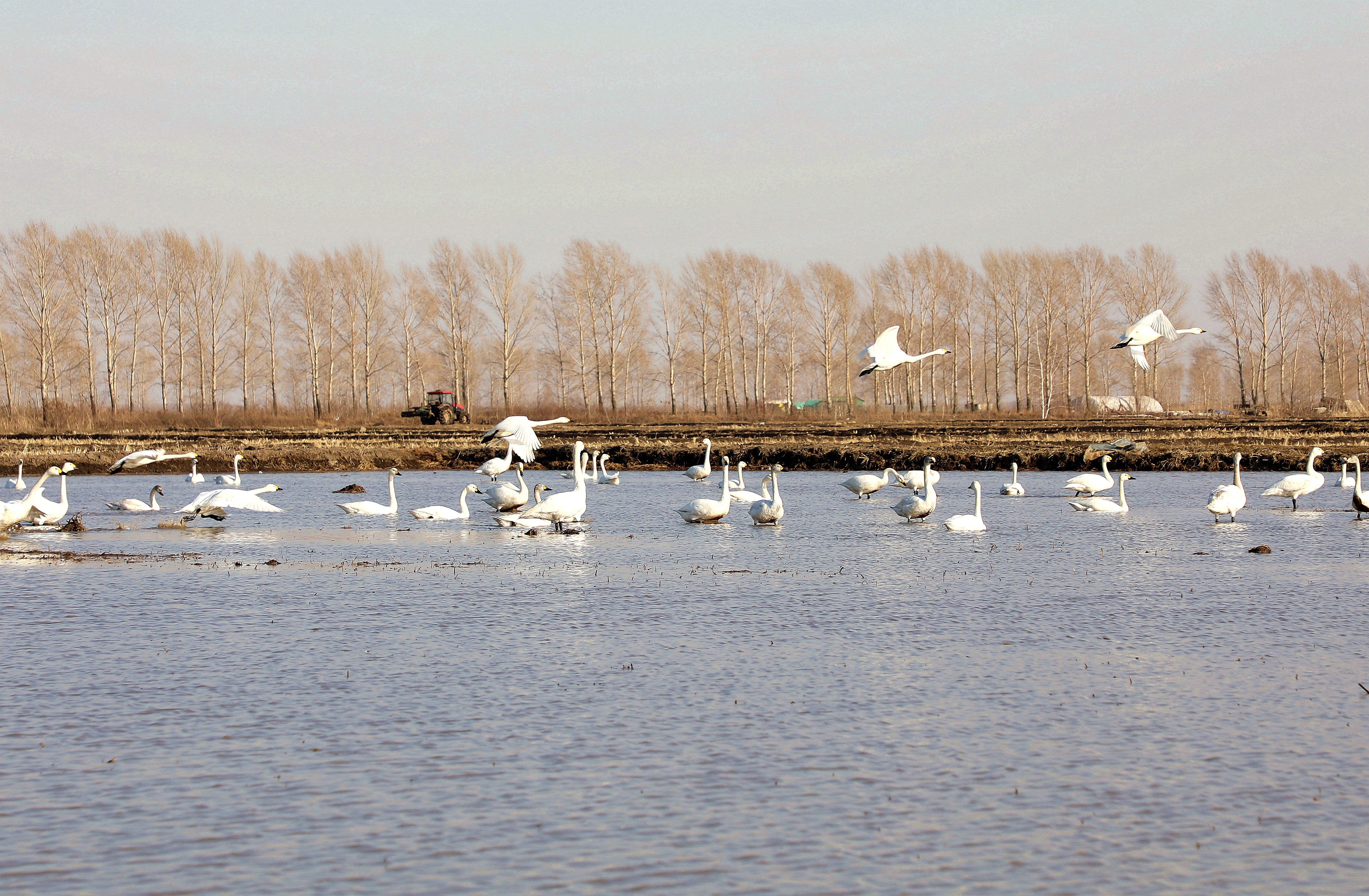 北大荒集团鸭绿河农场有限公司 绿色农业发展吸引白天鹅安家落户