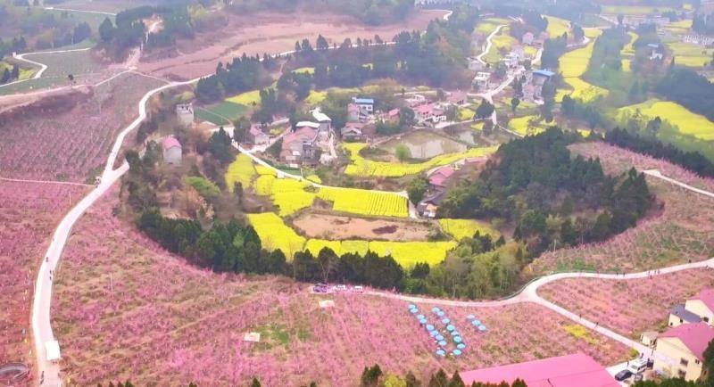 春看桃花 夏尝蜜桃  金堂县又新镇开启云赏花活动