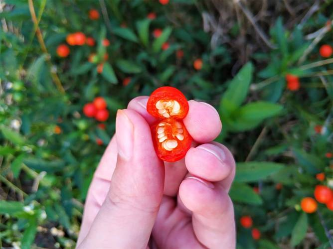 长叶珊瑚果的多重功效与安全食用指南