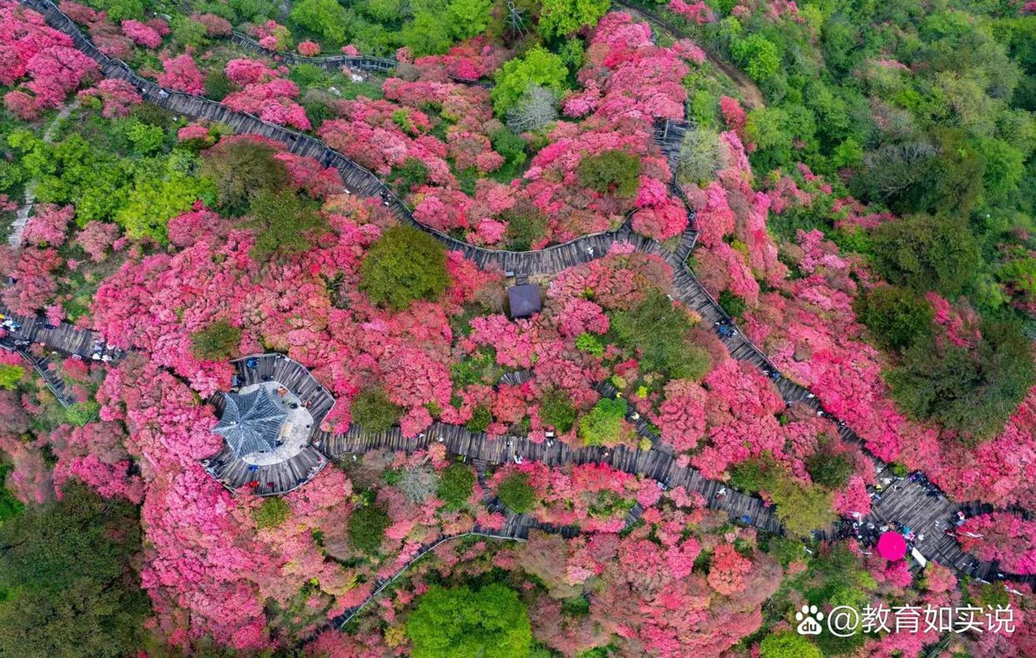 2021年龟峰山杜鹃花期图片