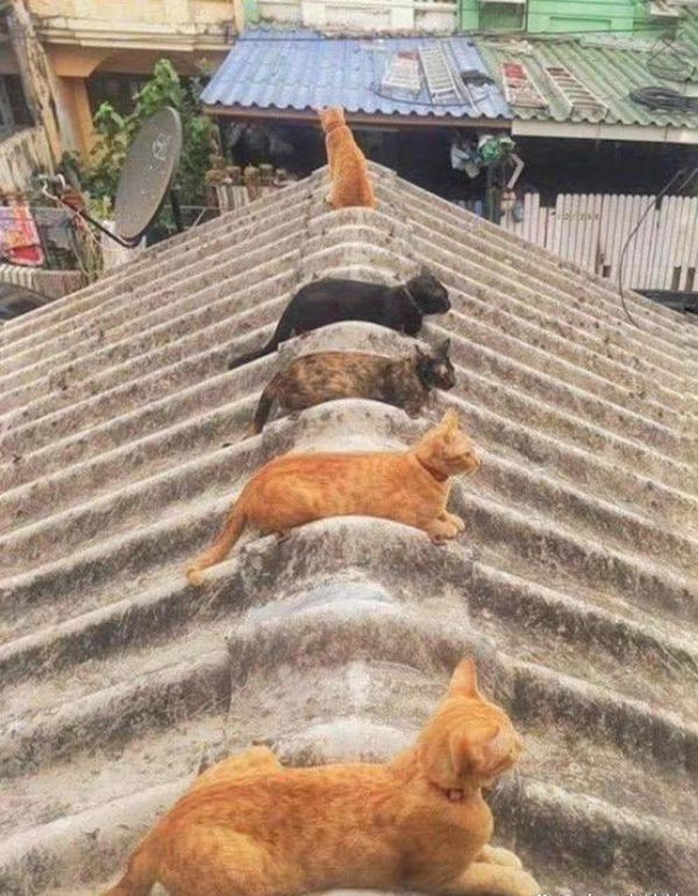 天气好就适合在屋顶晒晒太阳