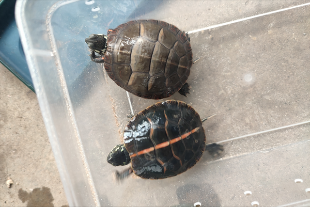 南部锦龟是什么龟?南部锦龟科普介绍,一文搞懂南部锦龟方方面面