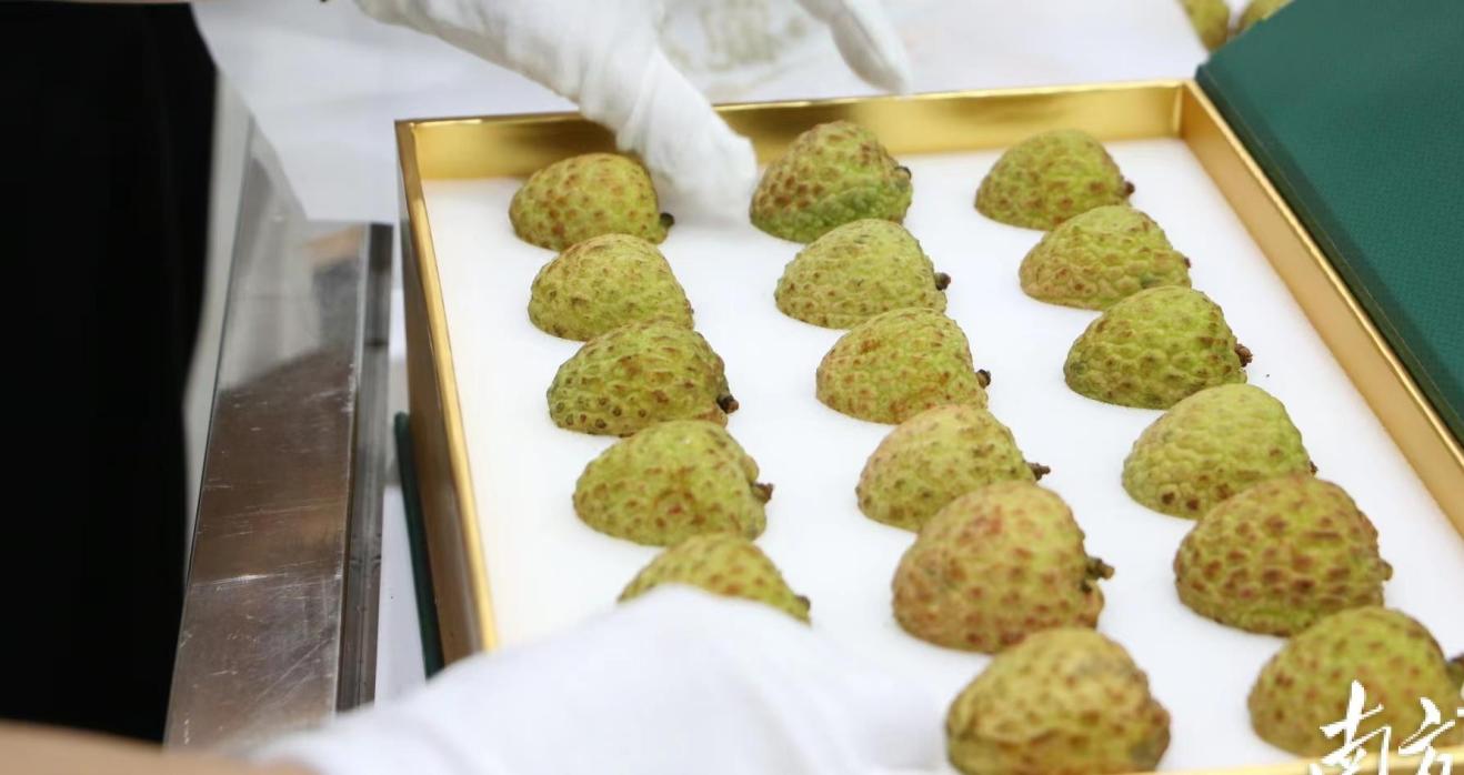 东莞樟木头观音绿荔枝小量上市,全程冷链畅销省内外