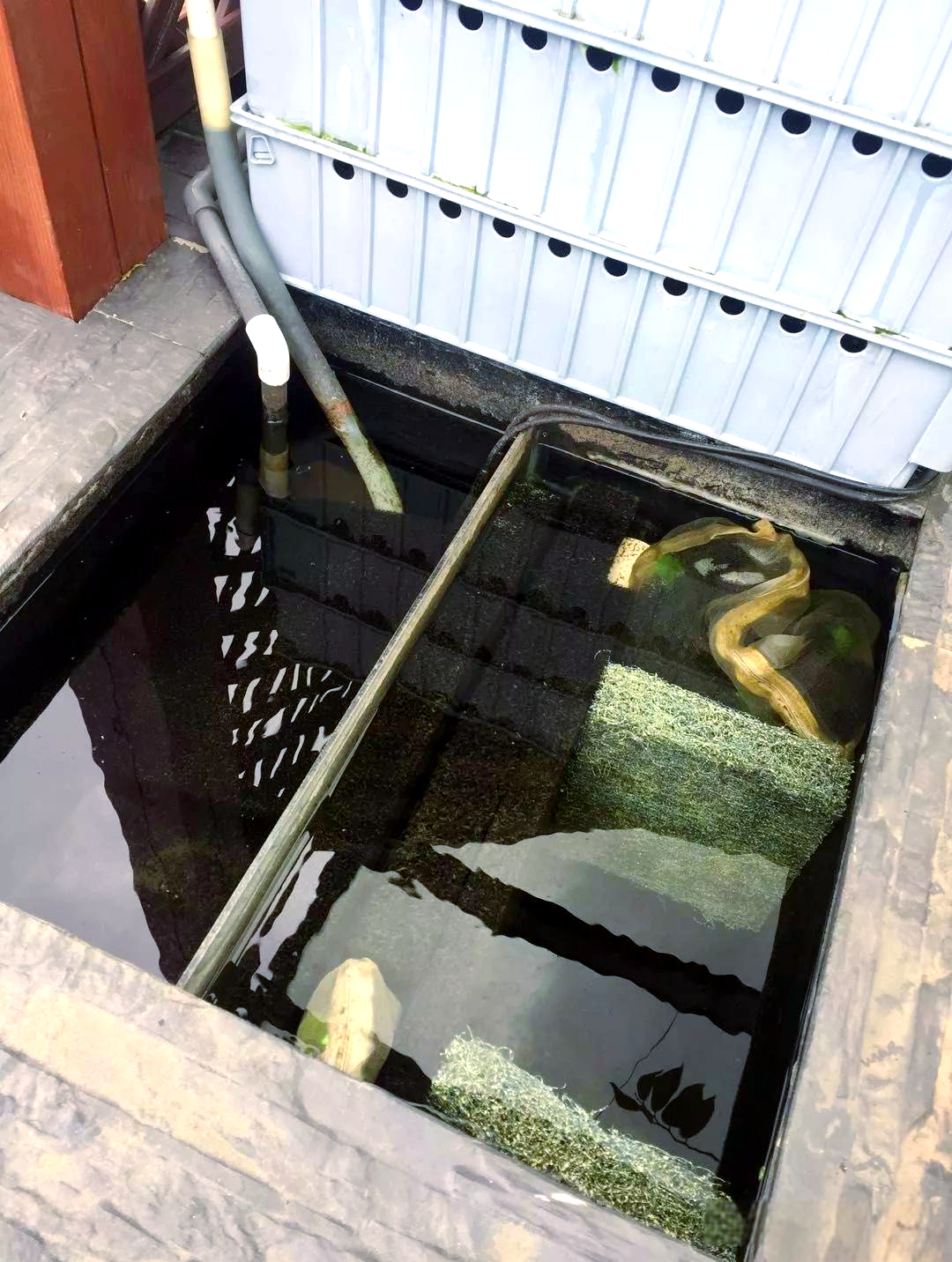 天台小池的锦鲤养殖之路:分享给养鱼新手与空间有限的朋友