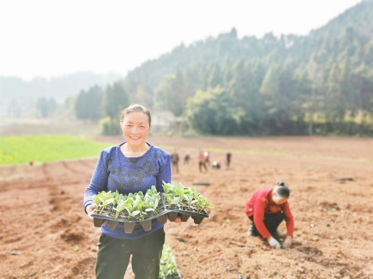 百名记者进百村|蓬溪县槐花镇哨楼村:下好"产业棋"耕好"幸福田"