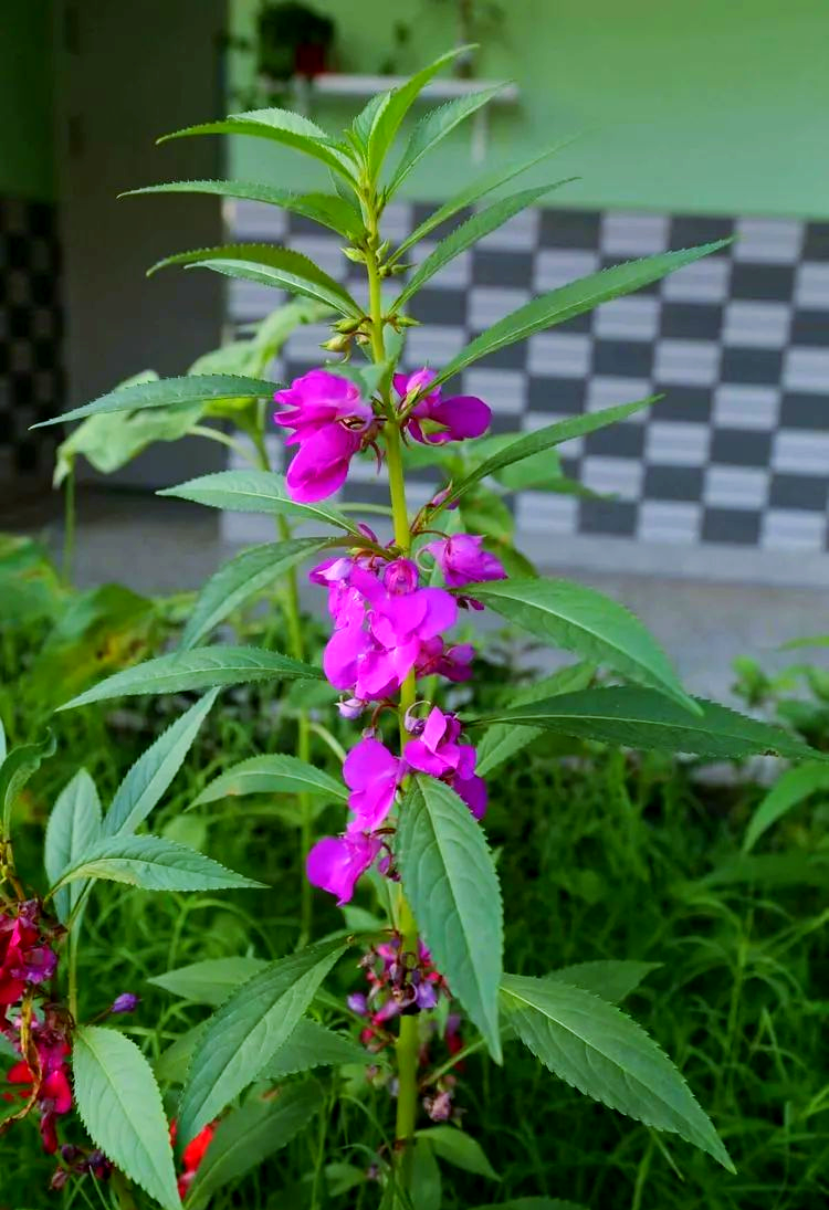 凤仙花:多彩染指甲的天然选择