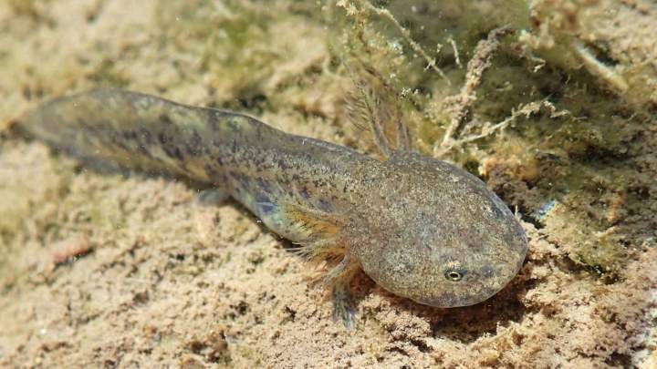 花了三年时间,他用水下摄像机跟踪拍摄到了安吉小鲵水下生长全过程