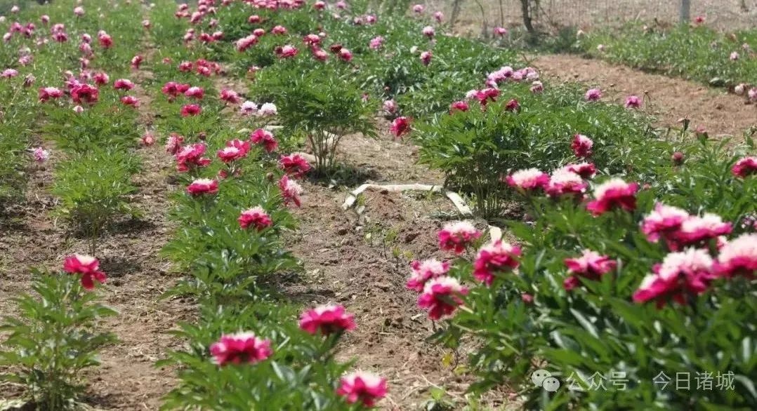 观赏芍药有哪些品种
