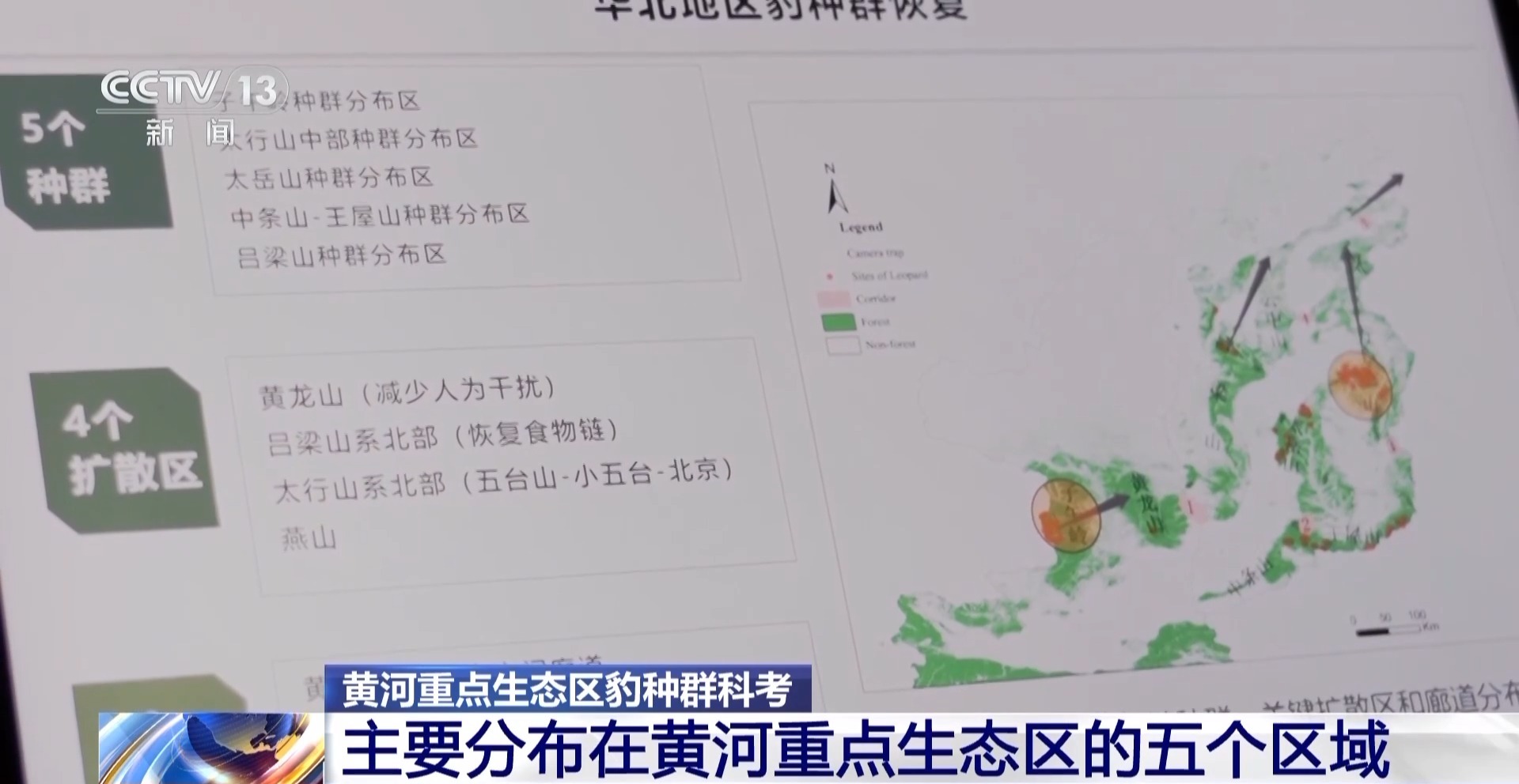 我国野生豹种群的"家"在哪?这场千里追豹之旅告诉你