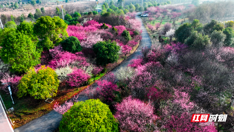 春天的故事丨一次看個夠!望城玉湖公園梅花美成畫