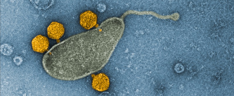 海洋病毒:常被忽视的"狠角色",幸好它不是反派