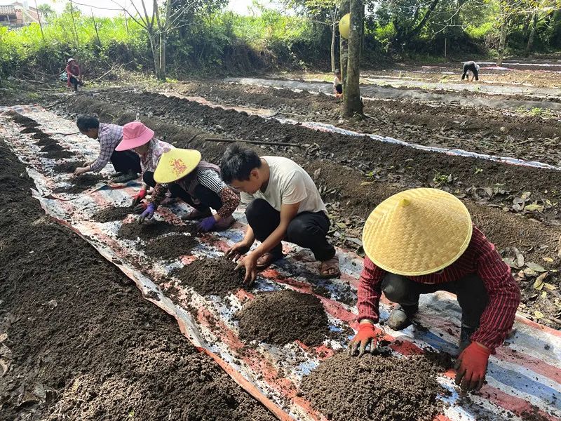 地龙养殖方法图片