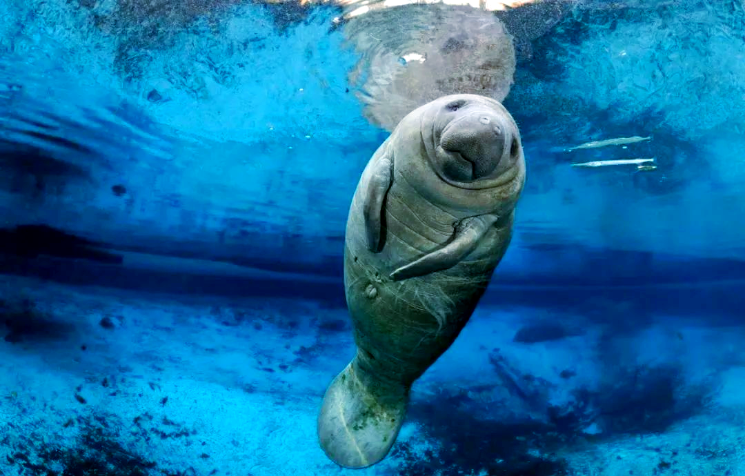 海洋美人鱼究竟是什么?儒艮为你揭秘