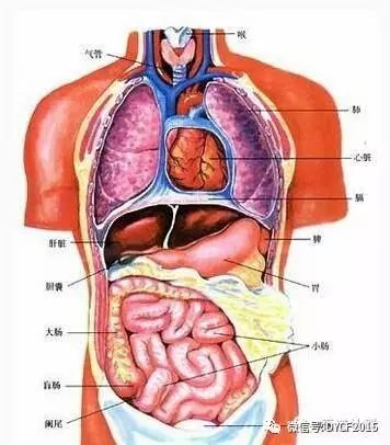 腑肠准确位置图图片