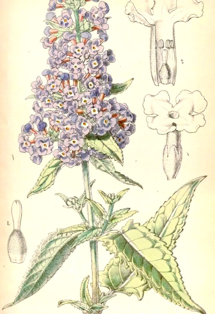 醉鱼草的绚烂绽放与园林魅力