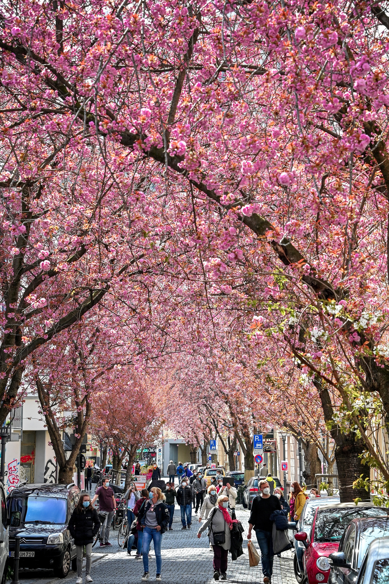 (18)德国波恩:疫情之下 樱花绽放