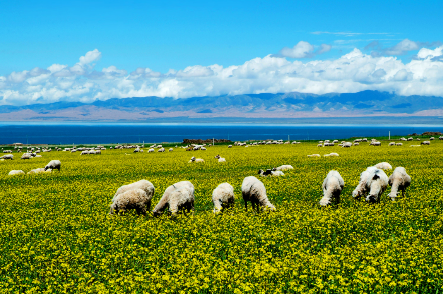 "大美青海旅游净地,三江之源牦牛之都",形象植入人心