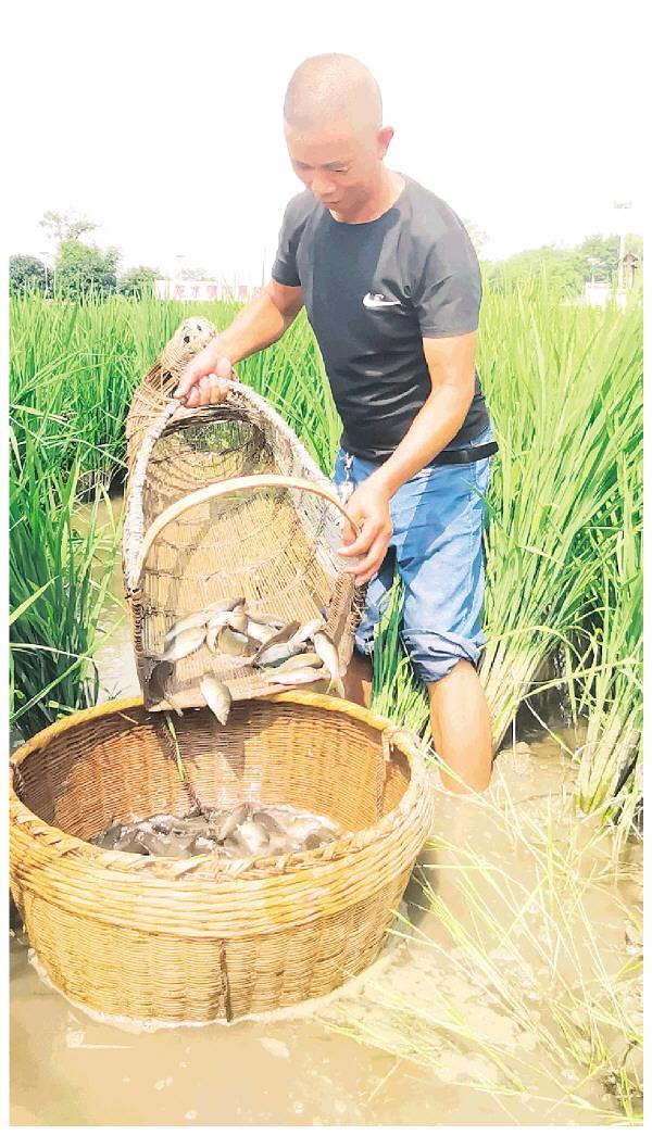全州禾花鱼:禾田中"游"出的宫廷贡品