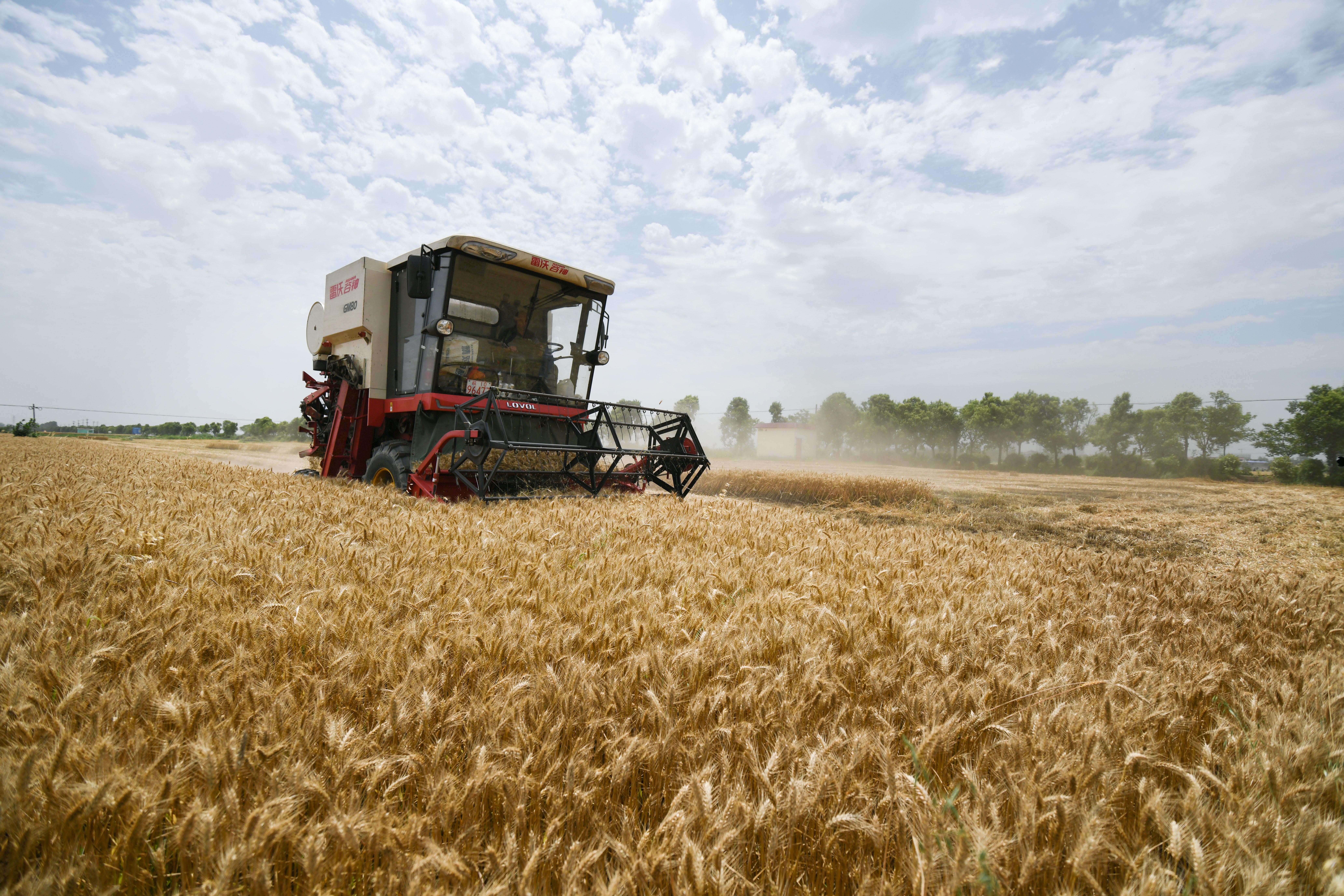 (图片故事)种粮大户徐淙祥:五十载耕耘与收获