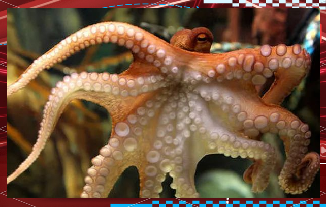 韩国渔民发现变异章鱼,众多触手引发外星生物猜测