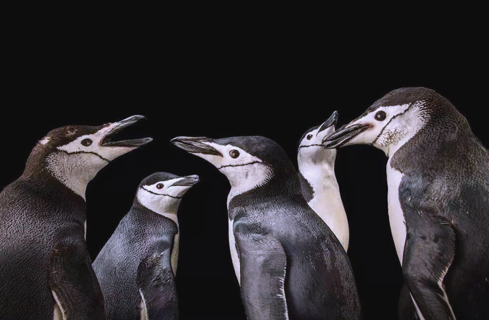 水族馆内欢聚一堂这种企鹅因其头部下方别具一格的黑色纹带而得名