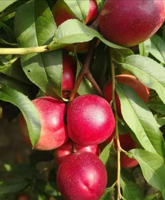 迷你0号珍珠油桃树苗详解,备受关注的珍珠枣油桃树苗