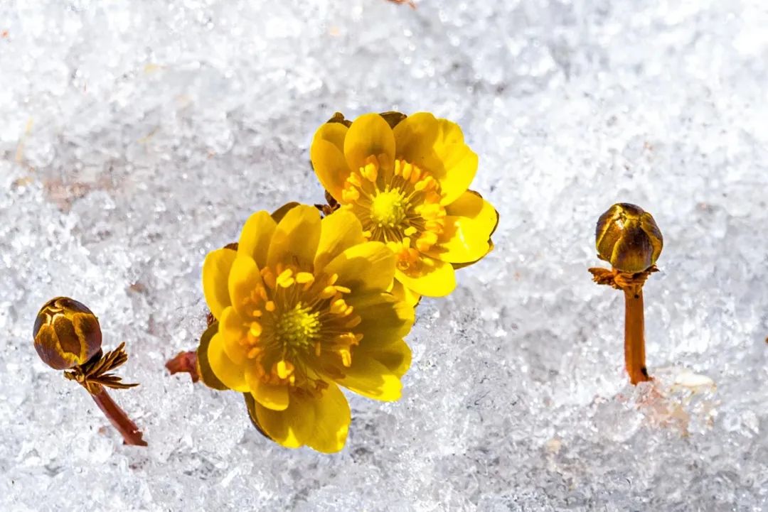 冰凌花开报春来相约净月寻春迹