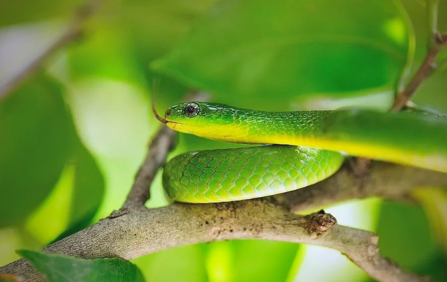 春季蛇类苏醒,如何区分有毒蛇与无毒蛇