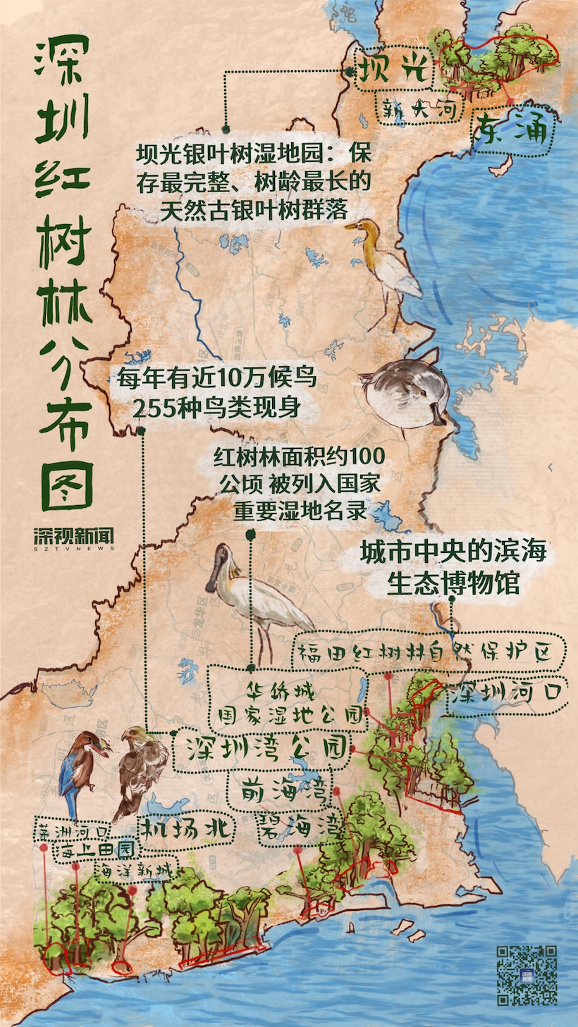 一图看懂深圳红树林都在哪儿