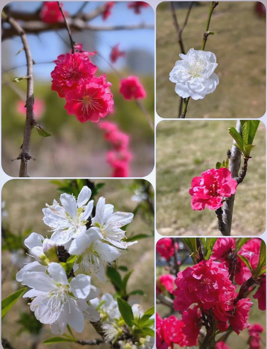 桃花的种类繁多,让人眼花缭乱