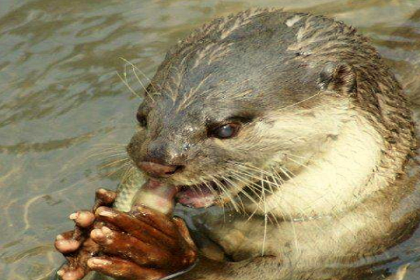 水濑和水獭区别