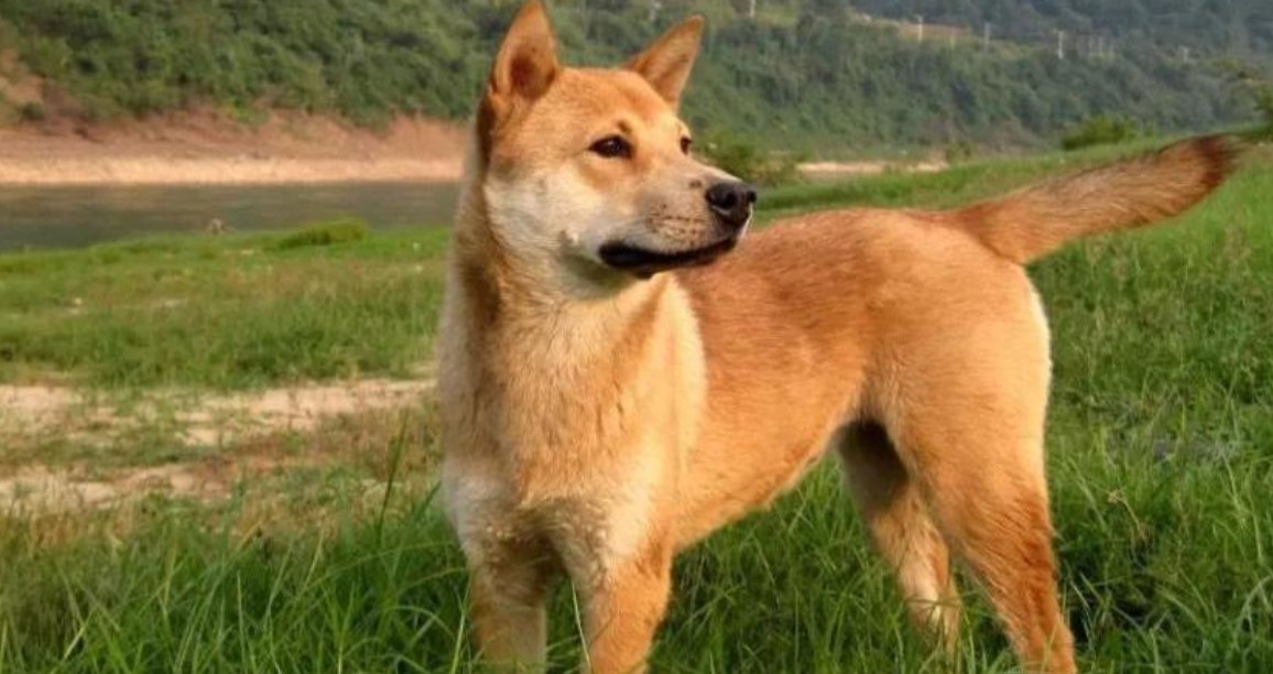 中华田园犬为什么叫土狗?