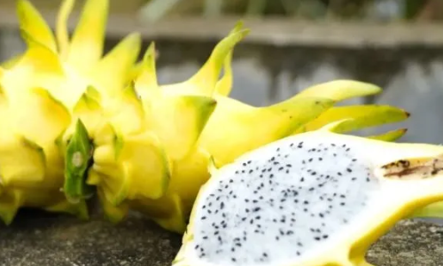 黄皮火龙果是什么品种