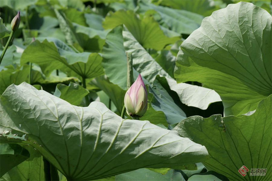 细雨过后昆明大观公园部分荷花初绽放