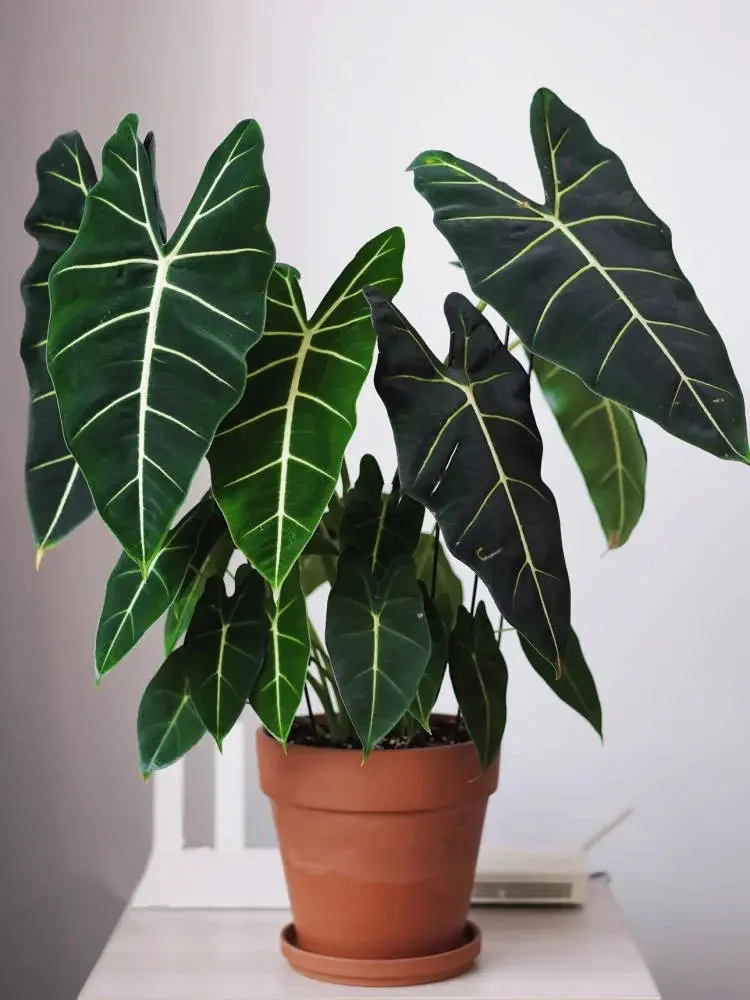 「绿天鹅绒海芋」海芋界的颜值代表