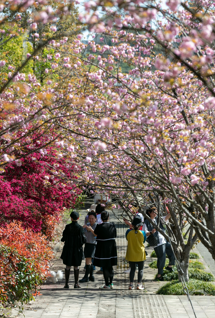 重邮樱花图片