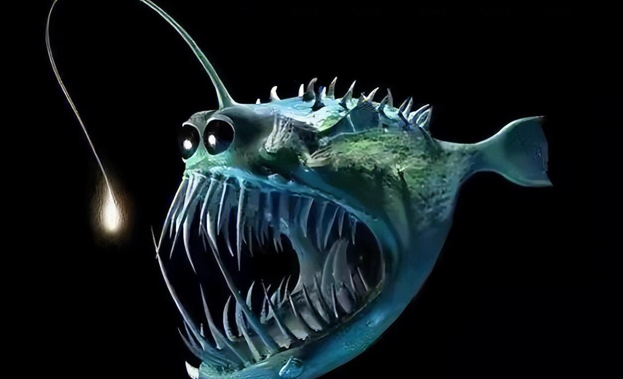 马里亚纳海沟深处有什么?下潜8000多千米,人类捕获海底最深鱼类