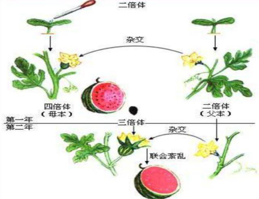 西瓜的生长过程 步骤图片