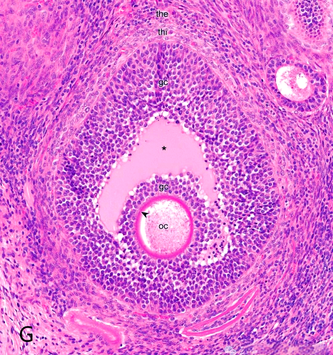 卵巢的解剖位置,组织学特征及功能概述