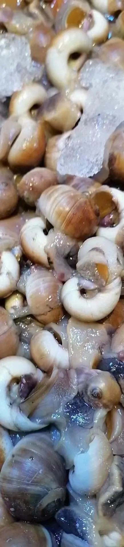 皮皮虾哇大旁开啊可赶上这波儿啦五一津城海货不完全手册