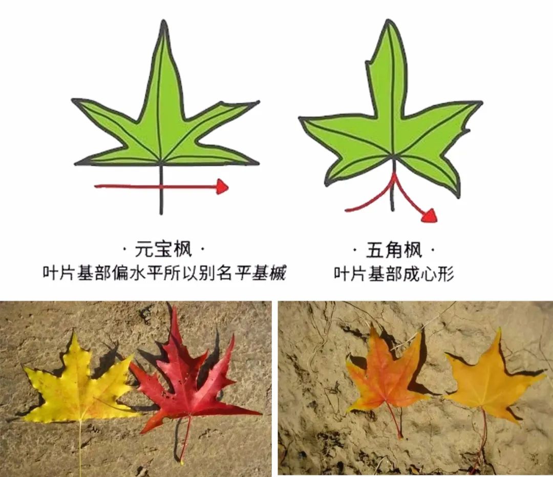 枫- 热门商品专区