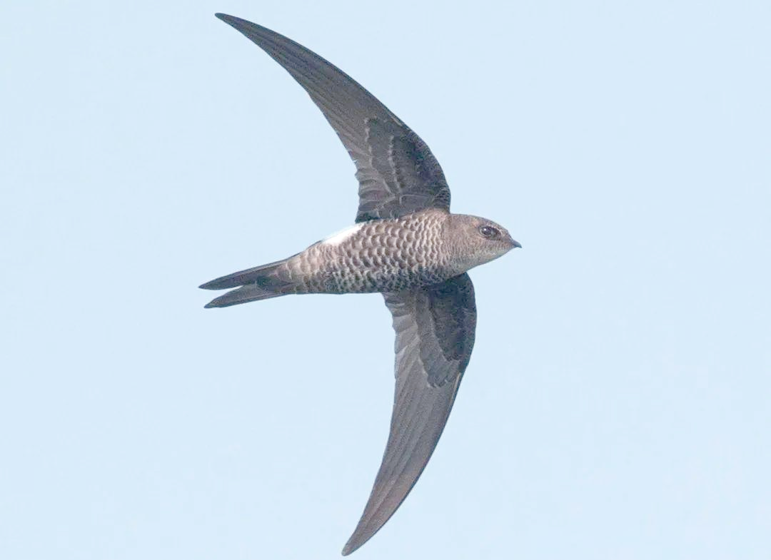 雨燕属于雨燕科,是鸟类中飞行速度的佼佼者