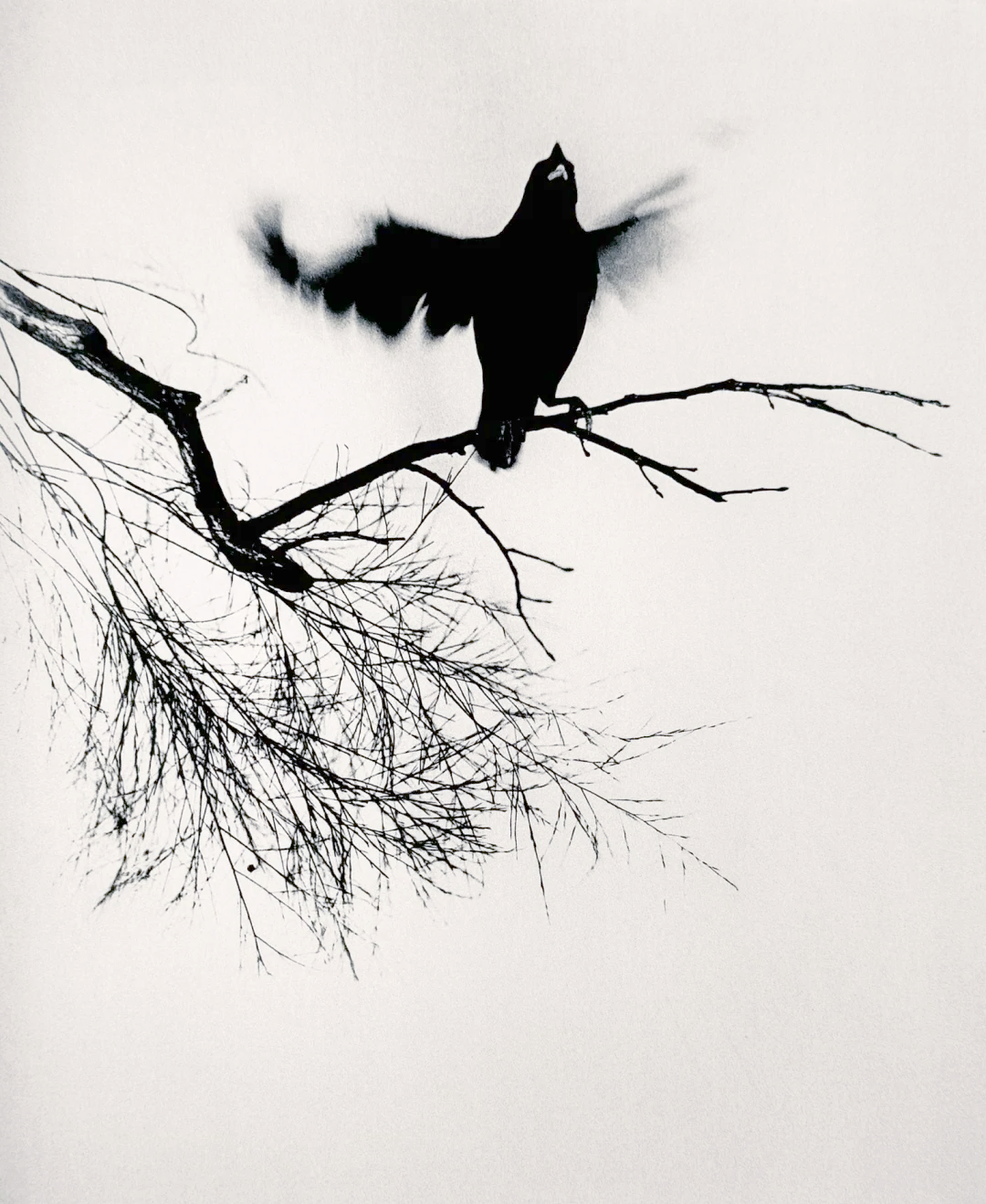 郎静山:亚洲摄影的璀璨明星与独特贡献