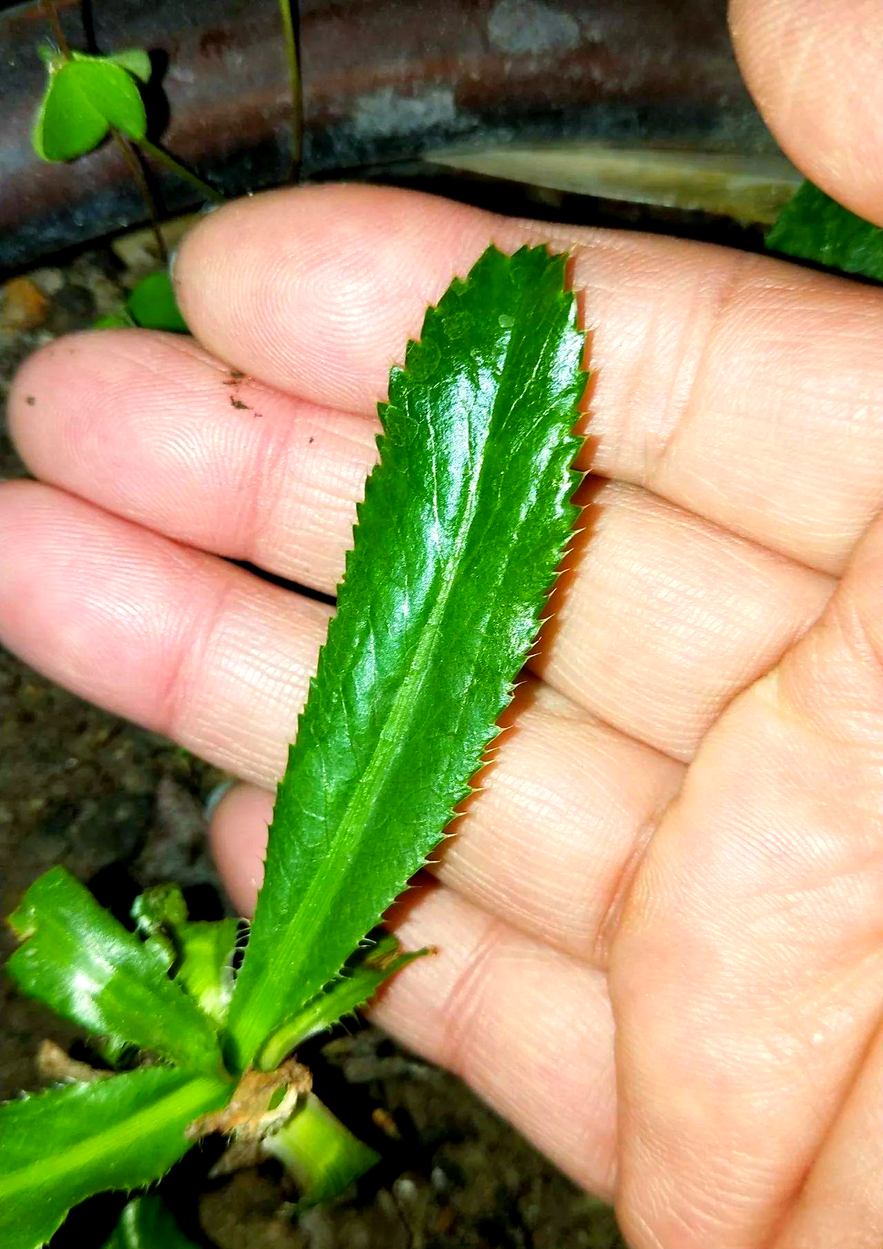 刺芹:从"锯齿草"到美味香料的演变故事