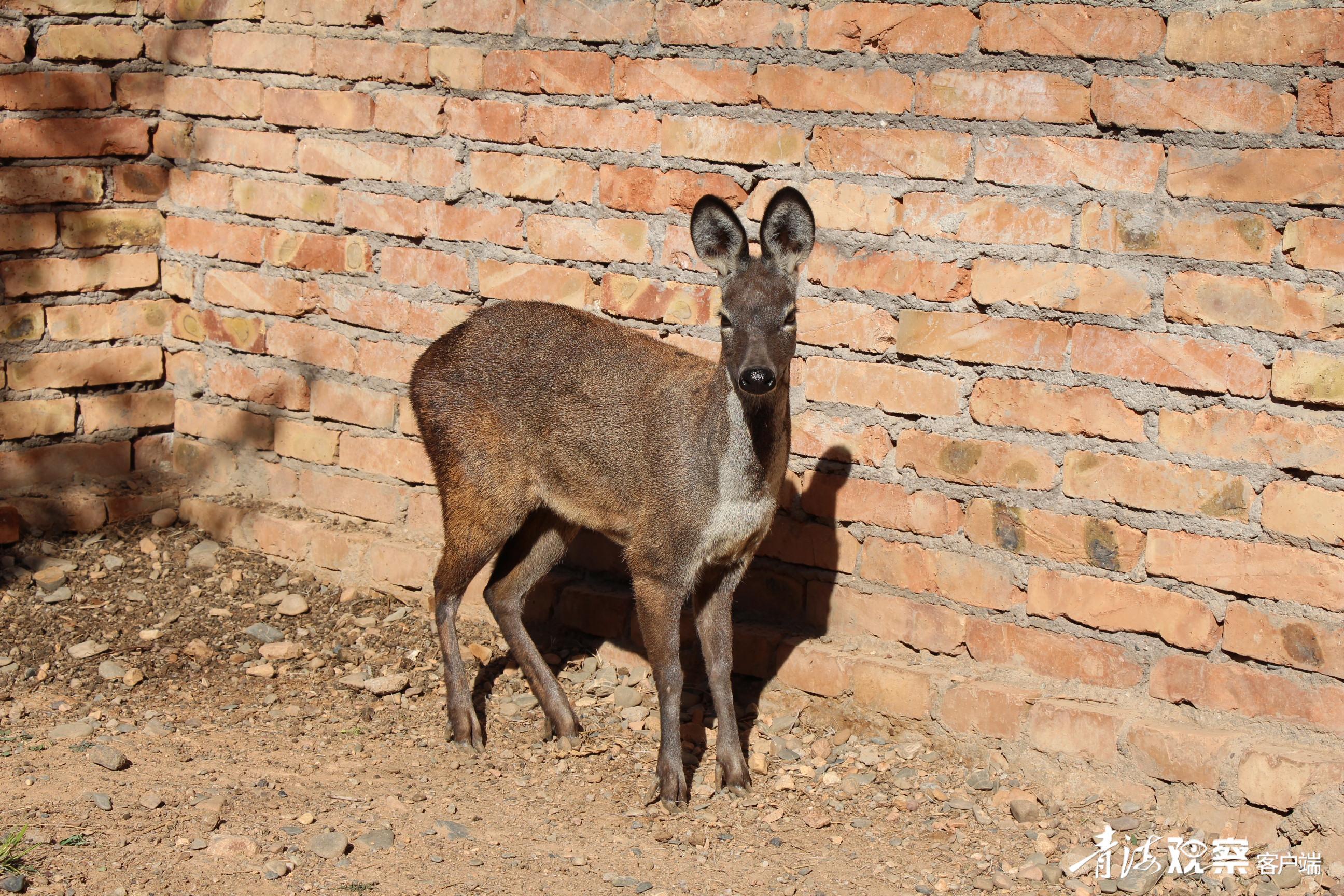 海东循化:林麝"入驻""黄河彩篮"