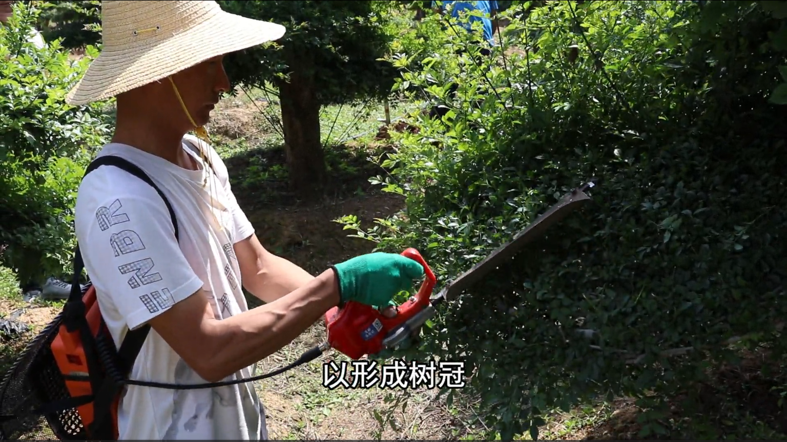 对节白蜡一年能长多粗
