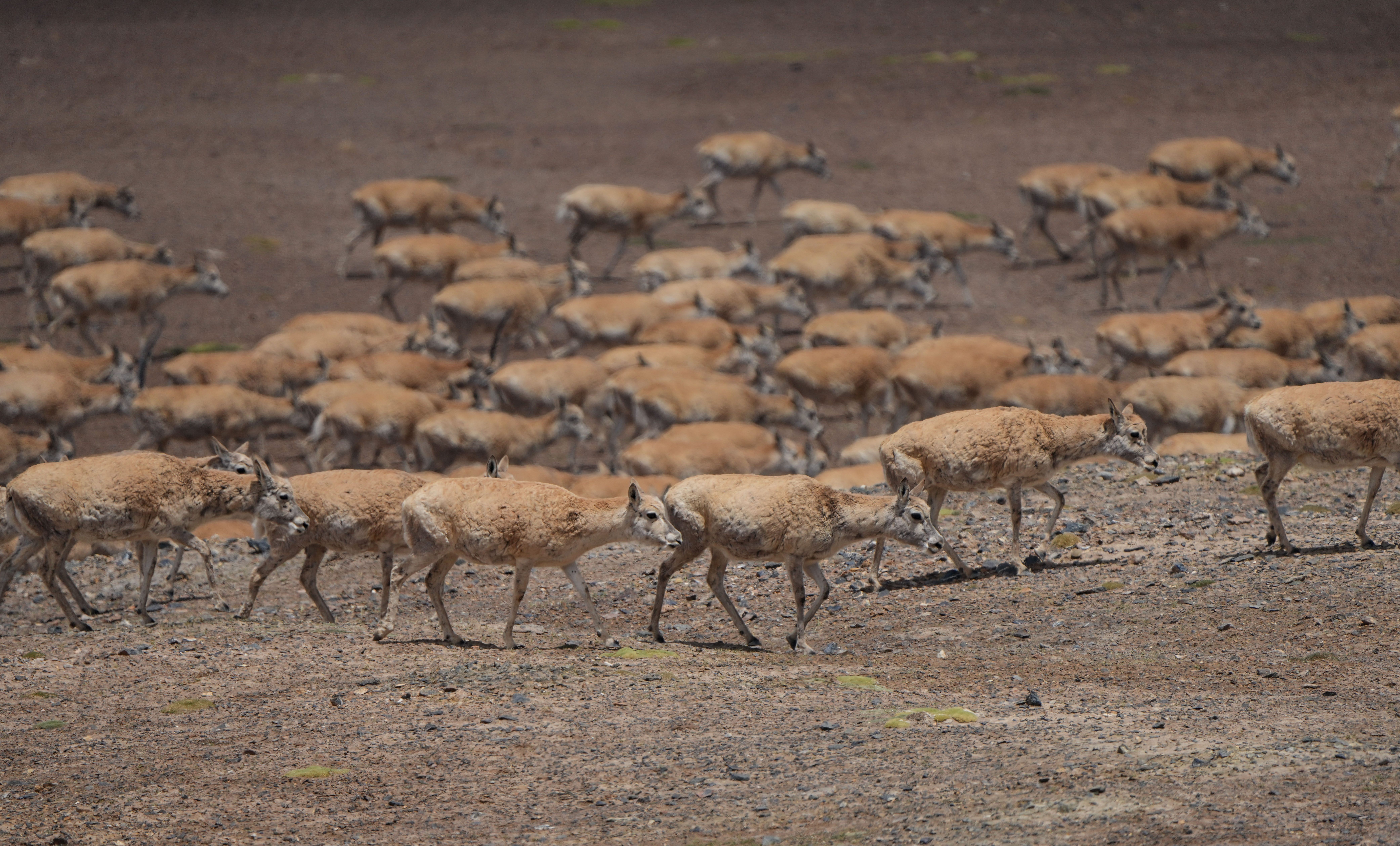 新华全媒 ·神奇动物在西藏|藏羚羊的迁徙之美