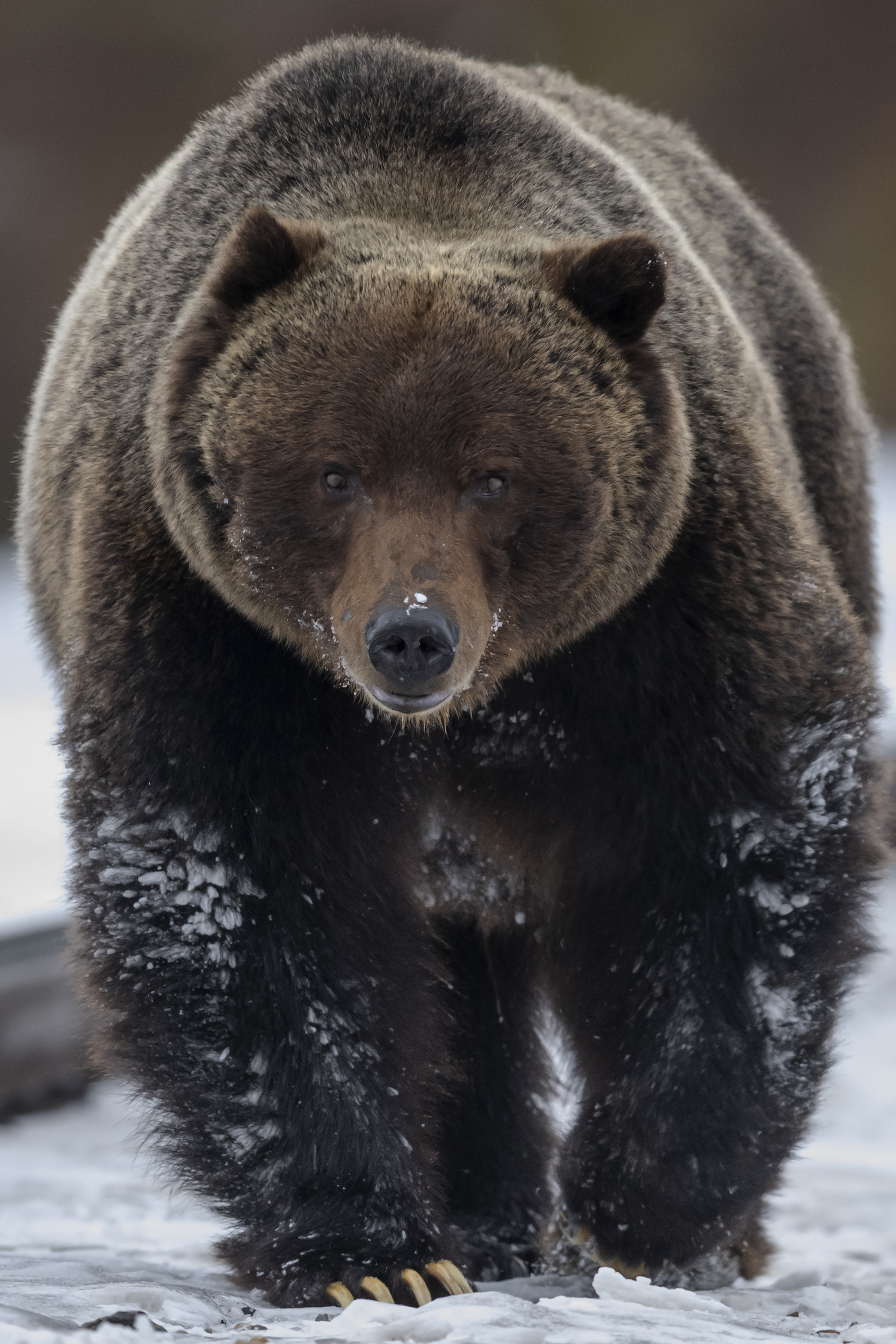 组图:摄影师惊喜邂逅知名的加拿大灰熊